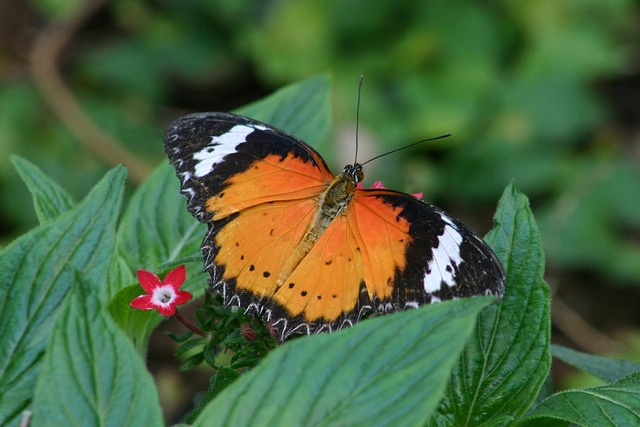 Happy Life – Forest Mind – Selbstbewusst, selbstwirksam und selbstfürsorglich