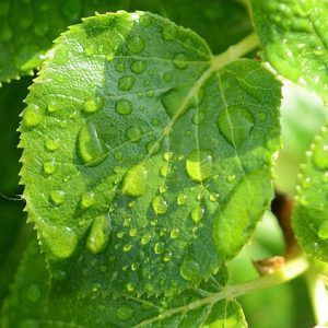 Happy Life – Forest Mind – Wald, Werte, Visionen