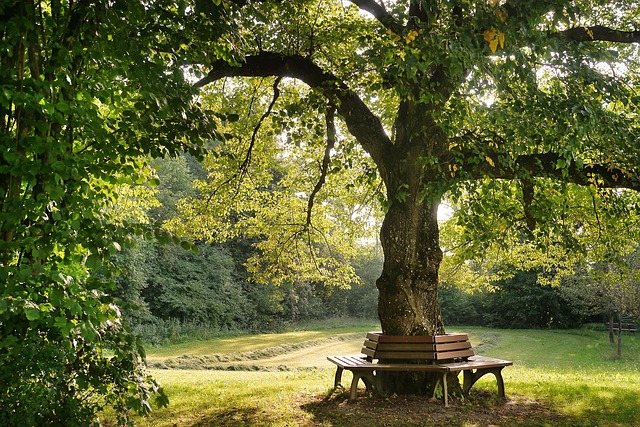 Wald trifft Wachstum - Persönlichkeit, Potenzial, Purpose