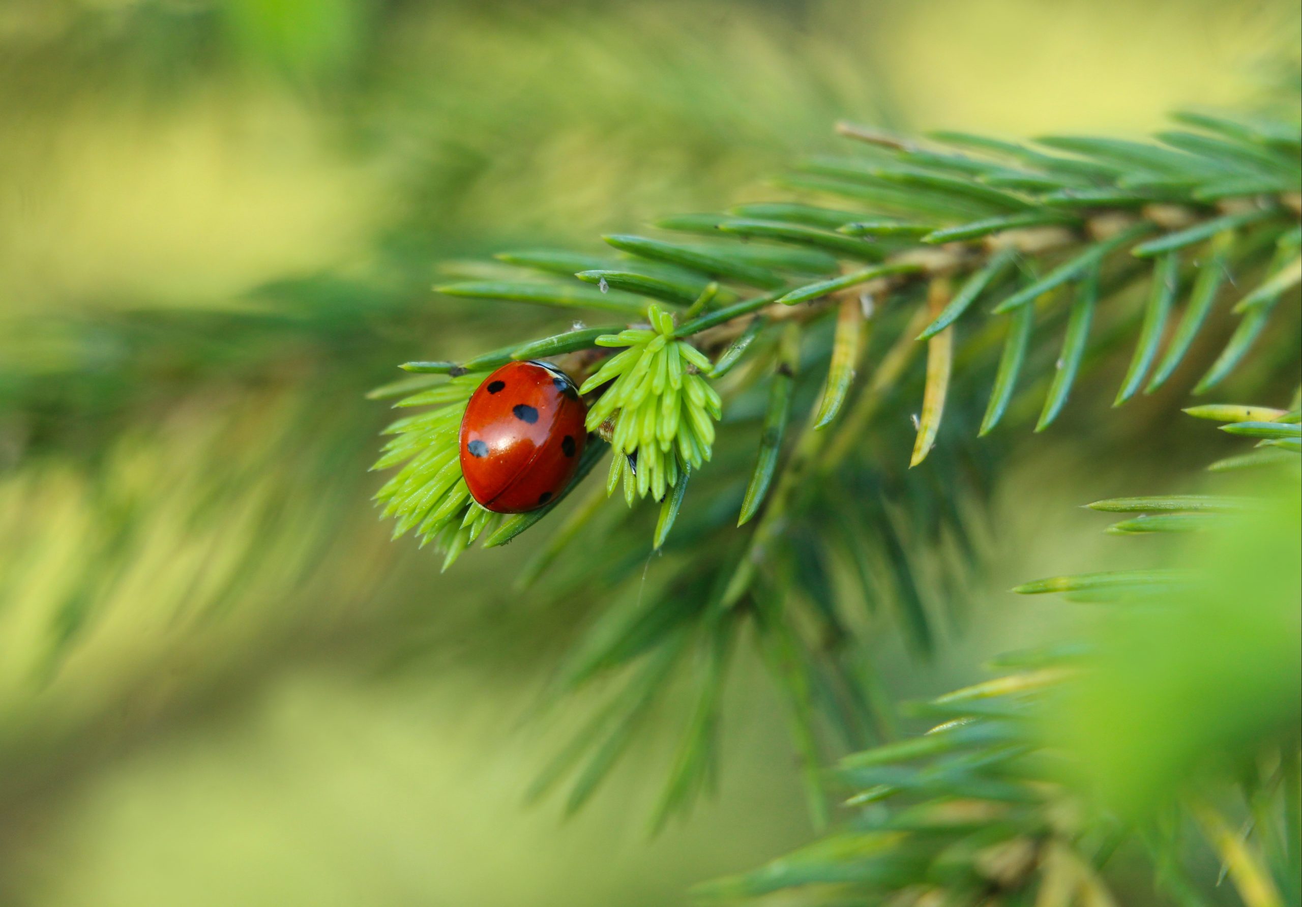 Frühlingserwachen- Waldbaden zum Aufatmen und Auftanken